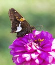 Silver Spotted Skipper Butterfly - on Hot Pink Zinnia Blossom Royalty Free Stock Photo