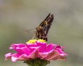 Silver Spotted Skipper Butterfly - on Hot Pink Zinnia Blossom Royalty Free Stock Photo