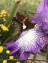 Silver Spotted Skipper Butterfly - on Lavender and White Tall Bearded Iris Bloom