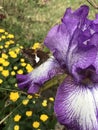 Silver Spotted Skipper Butterfly - on Lavender and White Tall Bearded Iris Bloom