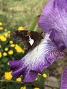 Silver Spotted Skipper Butterfly - on Lavender and White Tall Bearded Iris Bloom