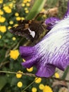 Silver Spotted Skipper Butterfly - on Lavender and White Tall Bearded Iris Bloom