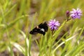 Silver-spotted Skipper Butterfly 601769