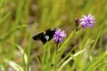 Silver-spotted Skipper Butterfly 601770