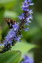 Silver-spotted Skipper butterfly on Pickerelweed Royalty Free Stock Photo