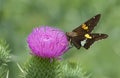 Silver-spotted Skipper Butterfly