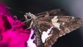 A Silver Spotted Skipper Butterfly (Epargyreus clarus) drinking nectar from a pink dianthus flower.