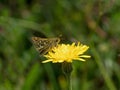 Silver-spotted Skipper Butterfly on Yellow Hawkweed Royalty Free Stock Photo