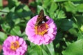 A Silver-Spotted Skipper Butterfly on a Zinnia Flower Royalty Free Stock Photo