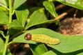 Silver-Spotted Skipper Caterpillar Royalty Free Stock Photo