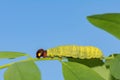 Silver-Spotted Skipper Caterpillar Royalty Free Stock Photo