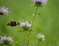 Silver spotted skipper caught in flight while trying to land on purple flower Royalty Free Stock Photo