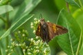 Silver-spotted Skipper Royalty Free Stock Photo