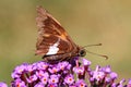 Silver-spotted Skipper (Epargyreus clarus) Royalty Free Stock Photo