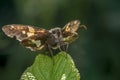 Silver-spotted Skipper,Epargyreus clarus