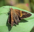 Silver Spotted Skipper Epargyreus clarus butterfly on Zinnia leaf Royalty Free Stock Photo