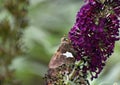 Silver Spotted Skipper Epargyreus clarus in August