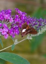 A Silver-Spotted Skipper, Epargyrreus clarus, feeds on a Butterfly bush