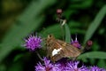 Silver-spotted skipper feeding on ironweed flower in bright afternoon sun.
