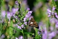 Silver-spotted skipper feeding on obedient plant flower.