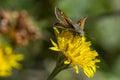 Silver-spotted skipper Hesperia comma,