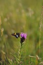 Silver-spotted Skipper moth