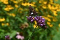 Silver Spotted Skipper