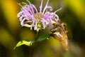 Silver-spotted Skipper - Epargyreus clarus