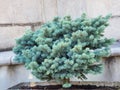 Silver spruce, Glauca Globosa, evergreen conifer in an urban pot