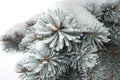 Silver spruce tree covered with snow