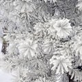 Silver spruce tree covered with snow