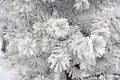 Silver spruce tree covered with snow