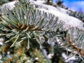 Silver Spruce tree in winter.