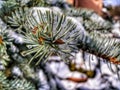 Silver Spruce tree in winter.