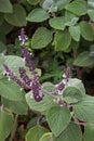 Silver Spurflower in dark purple shade with green hairy leaves