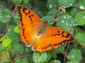 Silver Striped Charaxes butterfly