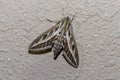 Silver Striped Hawk Moth on a wall Royalty Free Stock Photo
