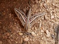 Silver-striped hawk-moth Hippotion celerio, crawling on the ground spreading its wings. Use of camouflage by insects in their na Royalty Free Stock Photo