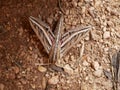 Silver-striped hawk-moth Hippotion celerio, crawling on the ground spreading its wings. Use of camouflage by insects in their na