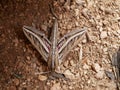 Silver-striped hawk-moth Hippotion celerio, crawling on the ground spreading its wings. Use of camouflage by insects in their na