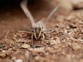 Silver-striped hawk-moth Hippotion celerio, crawling on the ground spreading its wings. Use of camouflage by insects in their na