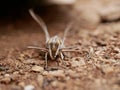 Silver-striped hawk-moth Hippotion celerio, crawling on the ground spreading its wings. Use of camouflage by insects in their na