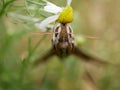 Silver-striped hawk-moth Hippotion celerio, sits on a chamomile flower and waves its wings. Large butterflies in their natural