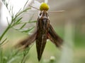 Silver-striped hawk-moth Hippotion celerio, sits on a chamomile flower and waves its wings. Large butterflies in their natural