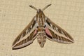 A Silver Striped Hawk Moth or Vine Hawk Moth, rests on the ground Hippotion celerio