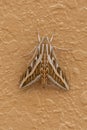 A Silver Striped Hawk Moth or Vine Hawk Moth, rests on a wall Hippotion celerio.