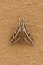 A Silver Striped Hawk Moth or Vine Hawk Moth, rests on the ground Hippotion celerio in the United Arab Emirates UAE