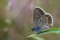 Silver-studded blue Royalty Free Stock Photo