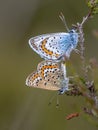 silver studded blue butterflies mating on common heather