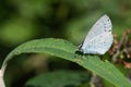 Silver Studded Blue Butterfly On Green Leaf. Plebejus Argus